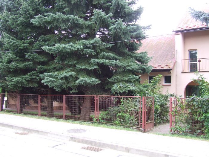 Zdjęcie z galerii