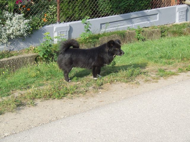 files/pliki/aktualnosci/2016/06czerwiec/Pies do adpocji/DSCF5635.JPG