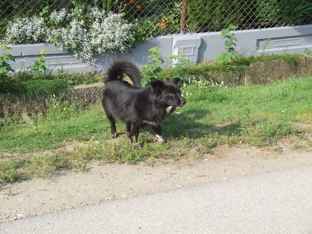 files/pliki/aktualnosci/2016/06czerwiec/Pies do adpocji/DSCF5636.JPG
