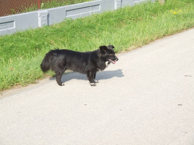 files/pliki/aktualnosci/2016/06czerwiec/Pies do adpocji/DSCF5640.JPG