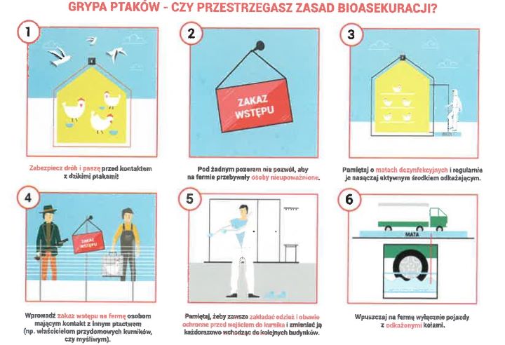 Ulotka ptasia grypa 3