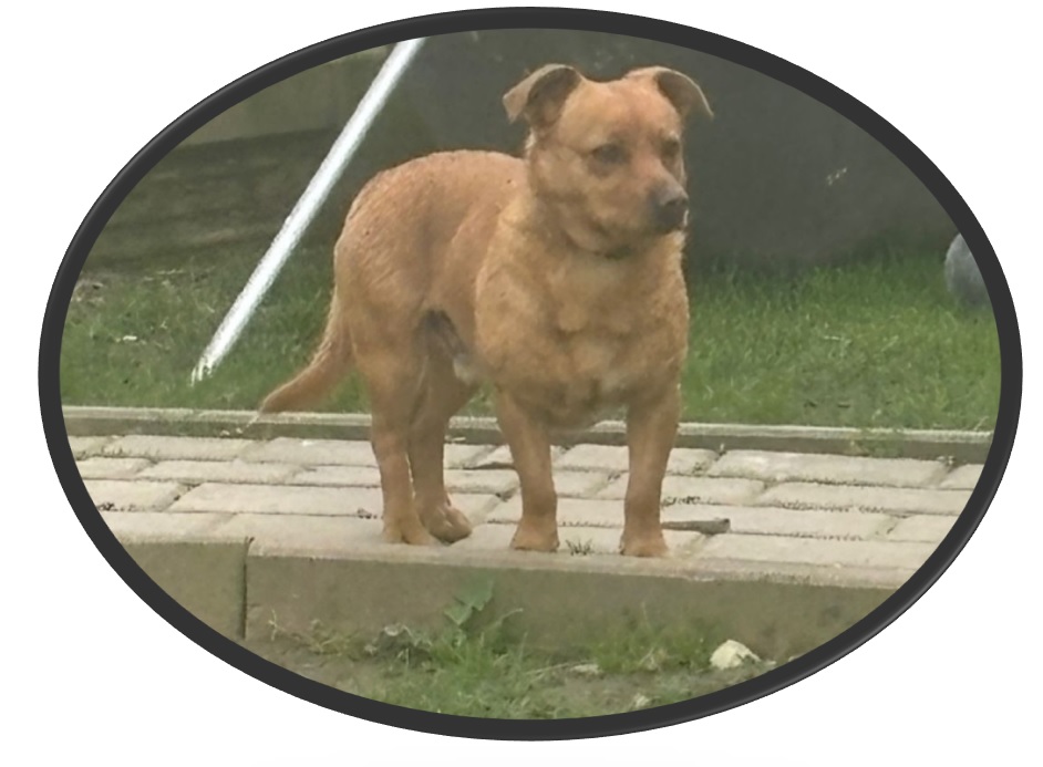 Kajtek pies do adopcji