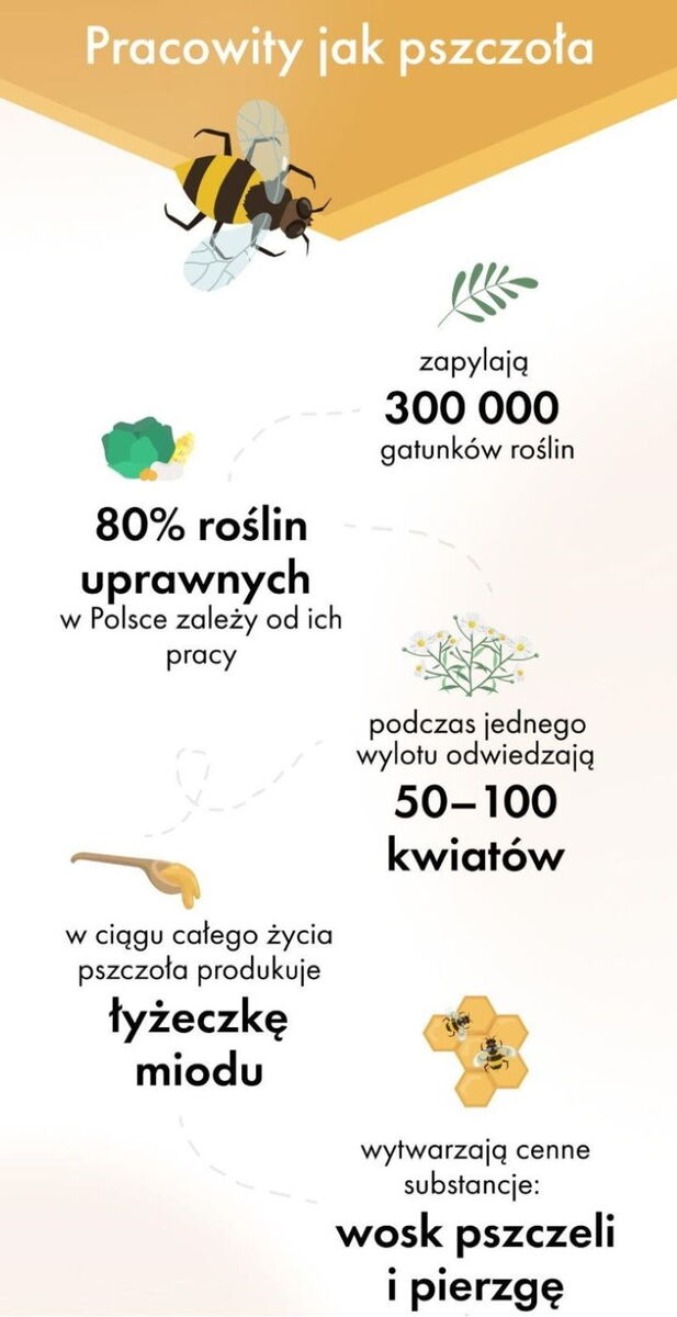 Pracowity jak pszczoła