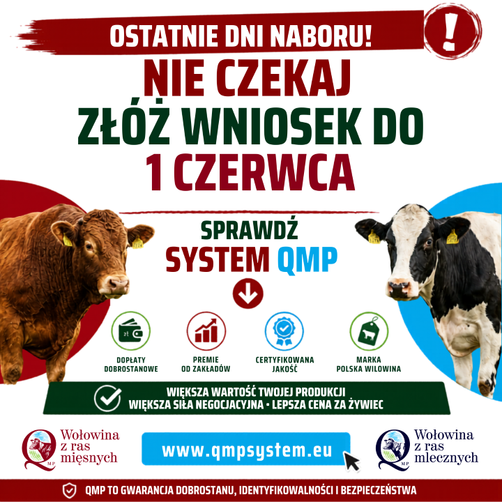 Polskie Zrzeszenie Producentów Bydła Mięsnego, administrator Systemu QUALITY MEAT PROGRAM (QMP), przypomina: jeśli zaznaczysz udział w QMP na wniosku o dopłaty bezpośrednie do 1 czerwca, otwierasz sobie drogę do konkretnego, dodatkowego wsparcia finansowego. Co możesz zyskać? •	Dopłaty bezpośrednie do mamek i  opasów. Środki trafiają bezpośrednio na Twoje konto – niezależnie od innych płatności. •	Wyższe ceny przy sprzedaży bydła do zakładów •	Zero ryzyka na etapie wniosku – możesz się wycofać do końca września 2026 •	Brak limitu DJP •	Dodatkowe punkty w ramach innych praktyk ekoschematu. •	Większą konkurencyjność na rynku •	Jeśli już złożyłeś wniosek, nic straconego! Do 1 czerwca możesz go jeszcze uzupełnić i dodać udział w QMP. Jeśli w Twoim gospodarstwie realizujesz praktykę zwiększenia powierzchni o 20% lub 50% warto również zaznaczyć QMP we wniosku. Oznacza to, że spełniasz już wymagania systemu i zostawiasz sobie możliwość uzyskania dodatkowej płatności, nie rezygnując przy tym z innych praktyk dobrostanowych. Jak zdobyć dopłaty krok po kroku: 1.	Zaznacz praktykę „Utrzymywanie zgodnie z wymogami systemów jakości” na wniosku o dopłaty bezpośrednie – do 1 czerwca 2.	Wybierz jednostkę certyfikującą z listy upoważnionych: https://qmpsystem.eu/strefa-producenta-zywca-wolowego/#JC 3.	Złóż wniosek o certyfikat QMP do wybranej jednostki certyfikującej i dopełnij niezbędnych formalności. 4.	Przejdź kontrolę – to szybki i prosty proces. 5.	Odbierz certyfikat QMP najpóźniej do 30 września 2026.  🧾 Podstawowe wymagania, aby dołączyć do QMP: ✅ Odpowiednia rasa bydła: RASY MIĘSNE i krzyżówki z nimi: Limousine (LM), Charolaise (CH), Angus (AN/AR), Hereford (HH), Salers (SL), Simmental (SM), Galloway (GA), Highland (HI), Belgijska białoniebieska (BB), Wagyu (WA), Blond d’Aquitaine (BD), Mieszaniec mięsny (MM) RASY MLECZNE i krzyżówki bez mięsnych: Polska holsztyńsko-fryzyjska (HO), Europejskie bydło czerwone (RE), Polska czerwono-biała (ZR), Polska czarno-biała (ZB), Mieszaniec bez ras mięsnych (MS) RASY KOMBINOWANE: Polska czerwona (RP), Montbeliarde (MO), Bydło białogrzbiete (BG), Simmental (SM ✅ Utrzymanie bydła w systemie bezuwięziowym ✅ Opracowany plan żywienia i dbałość o jakość paszy ✅ Stała współpraca z lekarzem weterynarii ✅ Zwiększenie powierzchni o 20% lub wybieg Uwaga! Zaznaczenie QMP we wniosku nie zobowiązuje Cię od razu do certyfikacji – masz czas do końca września. Jeśli jednak pominiesz ten krok do 1 czerwca, nie będziesz mógł ubiegać się o dopłaty ani bonusowe punkty! Szczegółowe informacje i FAQ: https://qmpsystem.eu/ekoschemat-dobrostan-zwierzat-korzysci-dla-rolnikow-nalezacych-do-systemu-qmp-faq/ Kontakt w sprawie certyfikacji QMP: ✉ qmp@pzpbm.pl 📞 +48 515 575 705 🔗 Facebook: facebook.com/pzpbm  🔗 Facebook: facebook.com/qmp 🔗 Instagram: instagram.com/pzpbm_qmp/ 🔗 Twitter: twitter.com/polskiezpbm Nie zwlekaj – sięgnij po realne pieniądze dla swojego gospodarstwa!