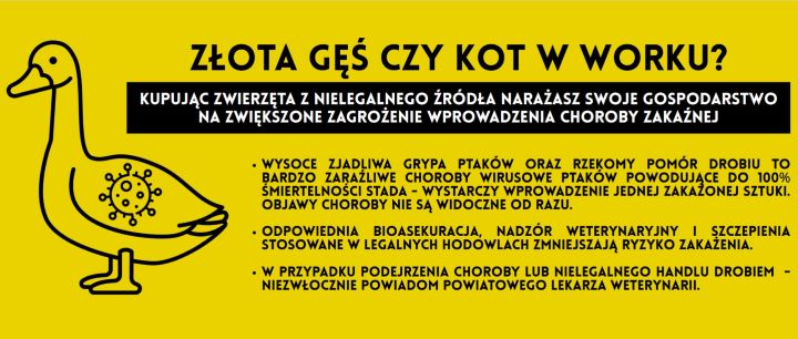 Plakat Złota gęś czy kot w worku